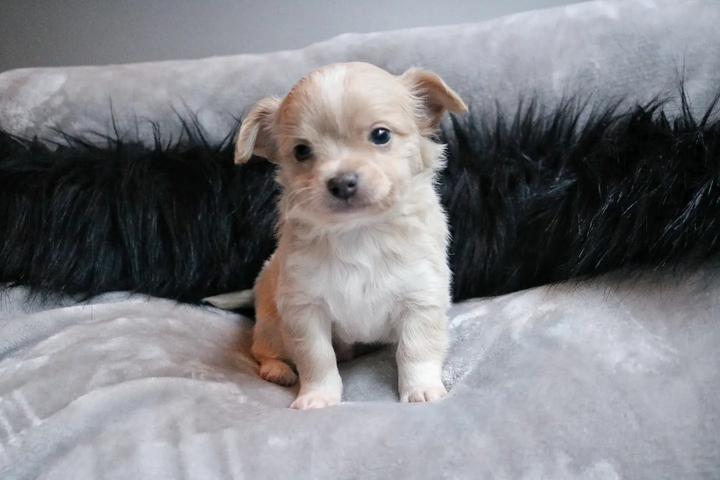 Milo