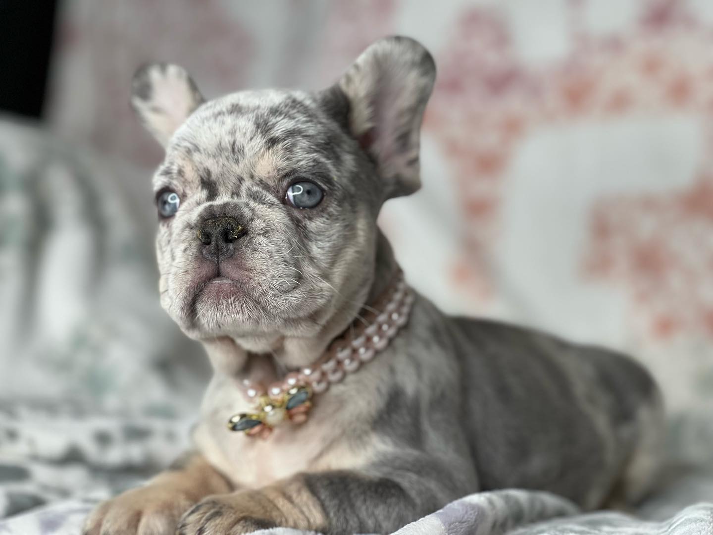 Enzo