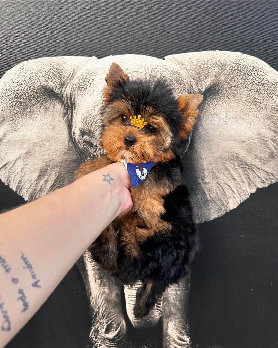 Benji