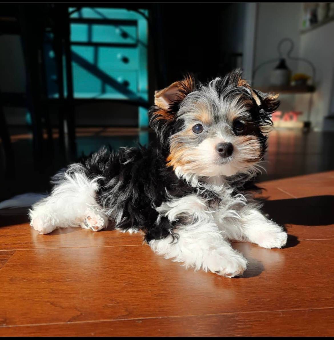 Dulce
